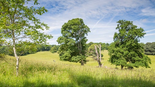 Trees in summer surrounded by long grasses in the parkland at Basildon Park, Berkshire